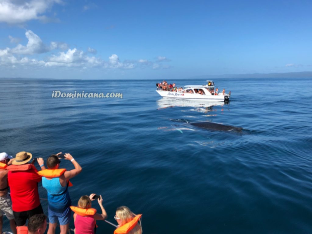 Киты в Доминикане - видео с экскурсии от iDominicana.com
