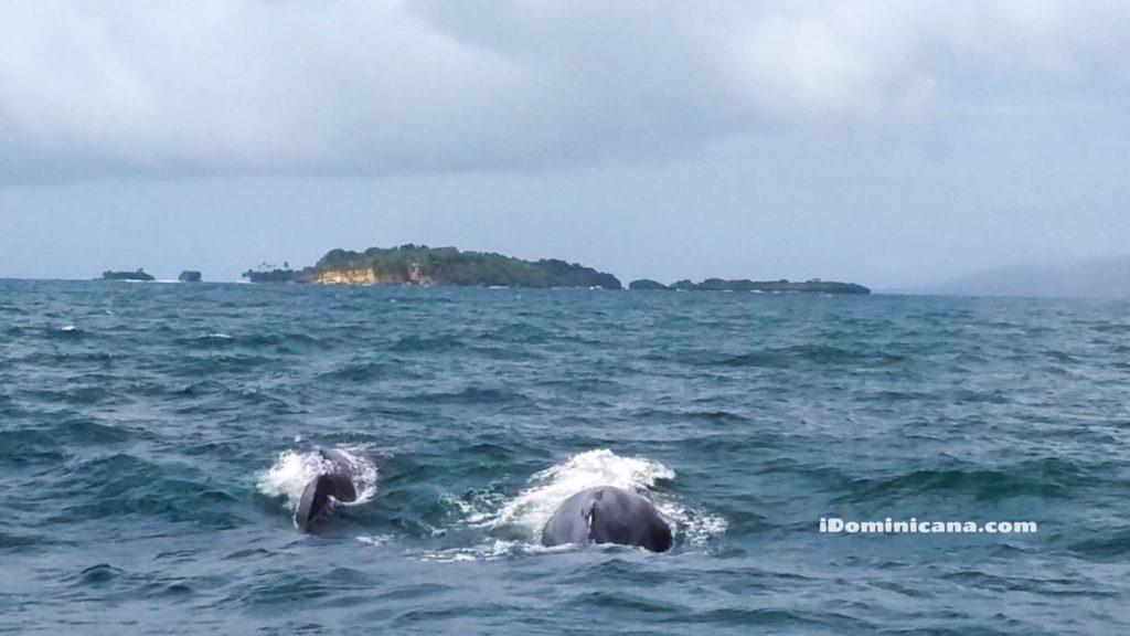 Киты в Доминикане iDominicana.com