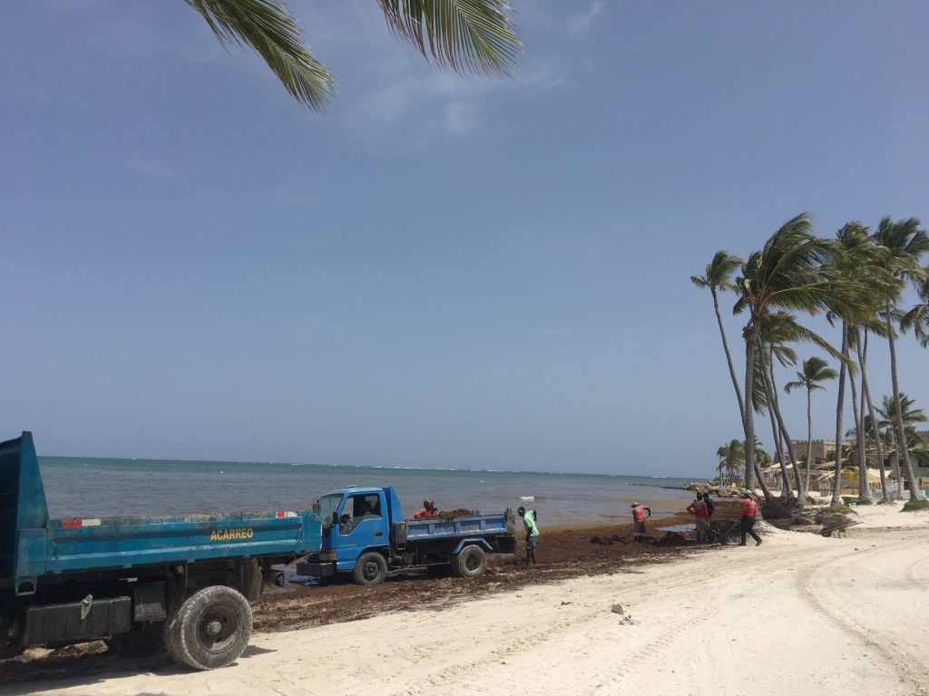 Видео: Доминикана, водоросли на пляже Кап-Кана 
