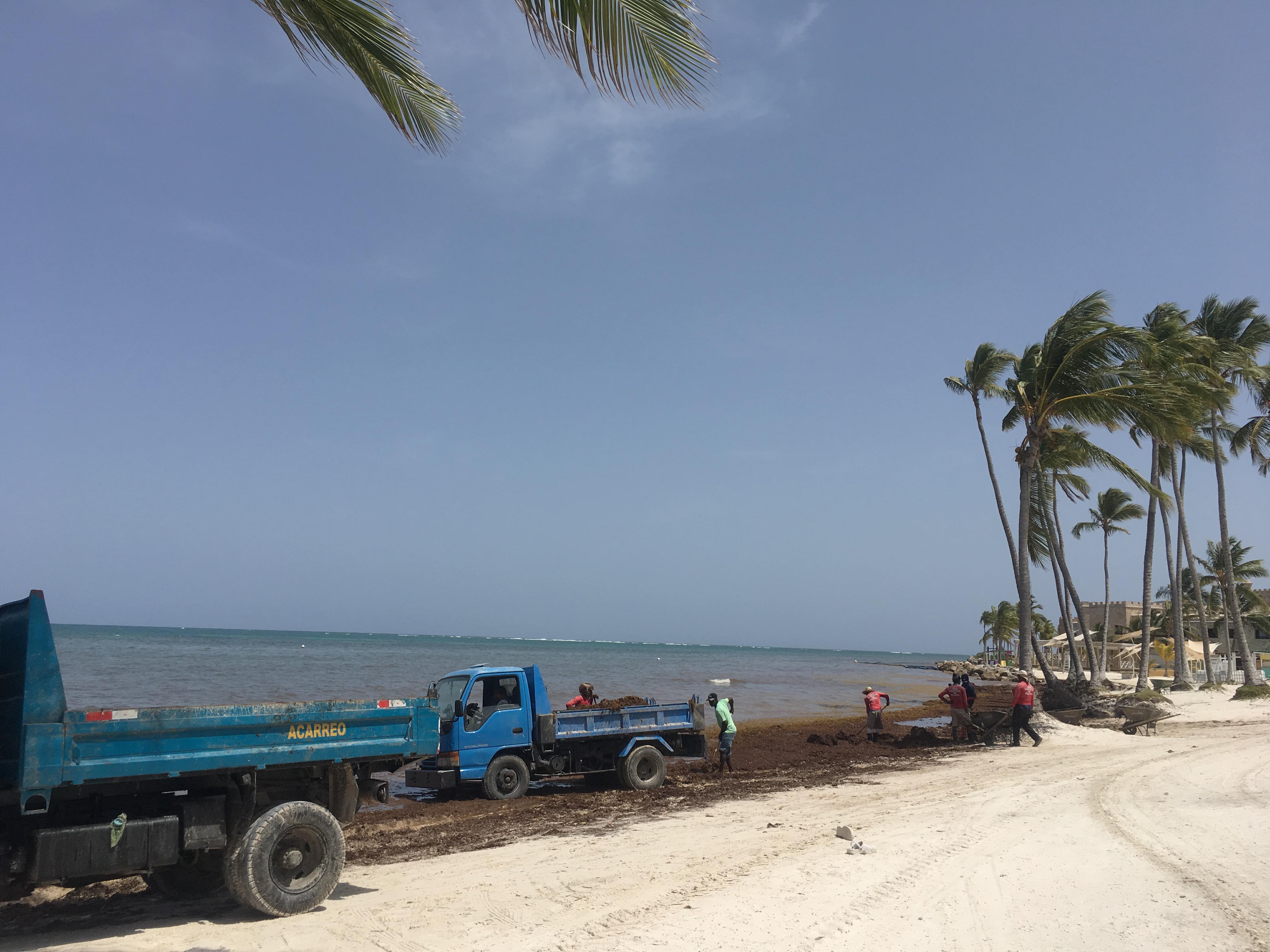 Пляжи Пунта-Кана атаковали водоросли 