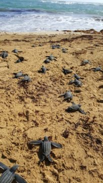 Найденных на пляжах Доминиканы черепах выпустили в открытый океан