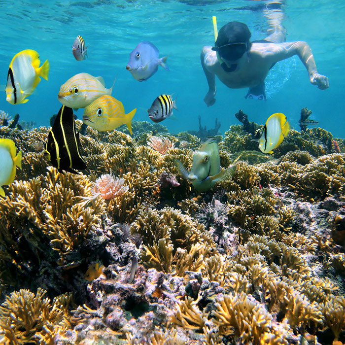 В Пунта-Кана начали выращивать.. коралловые рифы