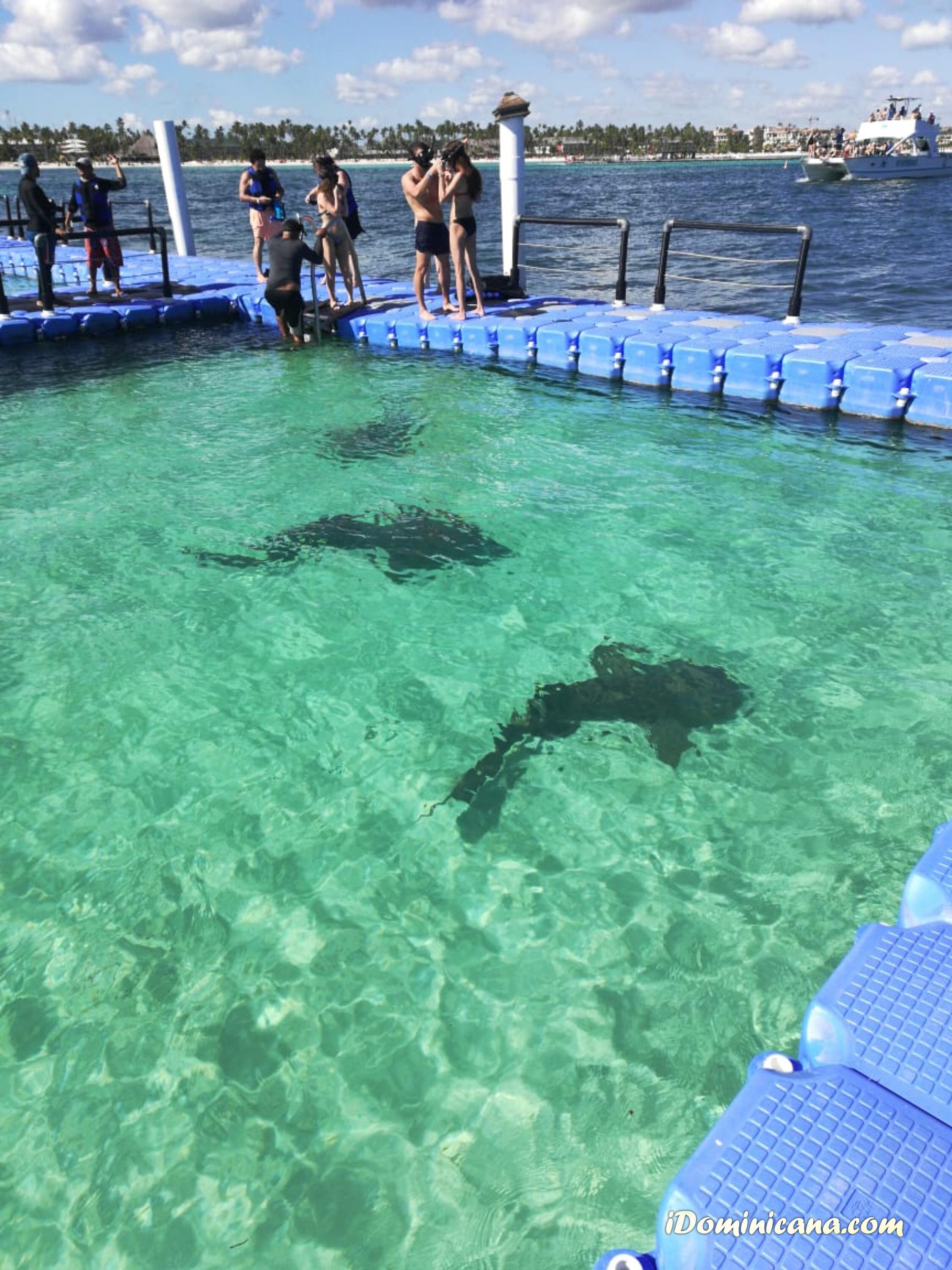 Экскурсия - акулы в Доминикане. Видео