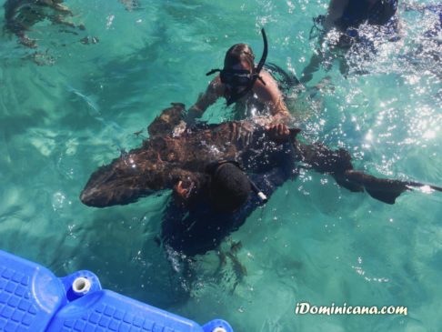 Акулы в Доминикане: купание с акулами и скатами. Фото наших туристов