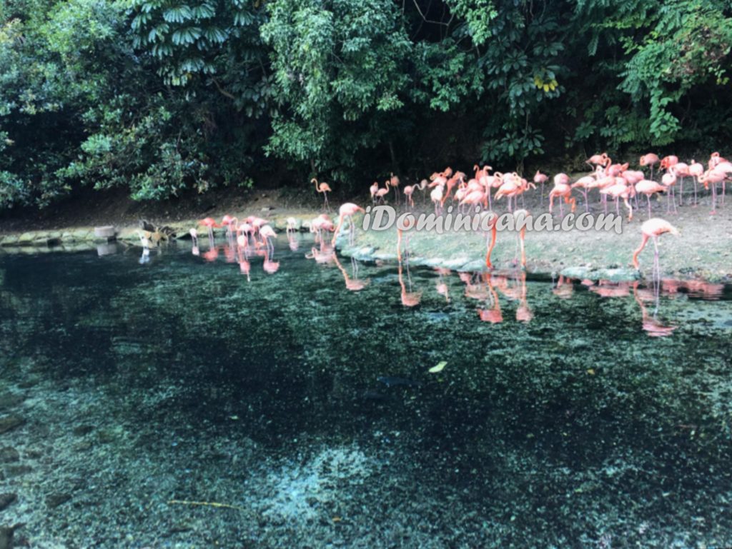 Зоопарк в Доминикане: фото с новой экскурсии iDominicana!