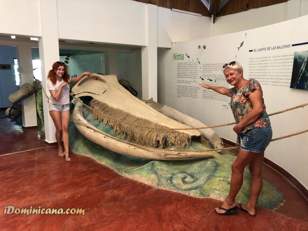 Музей китов в Доминикане – АйДоминикана