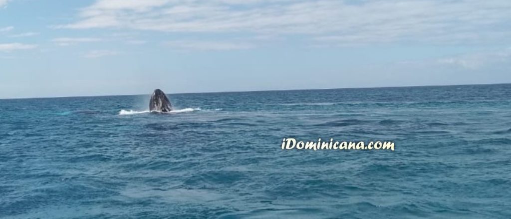 киты на острове Саона киты на острове Саона