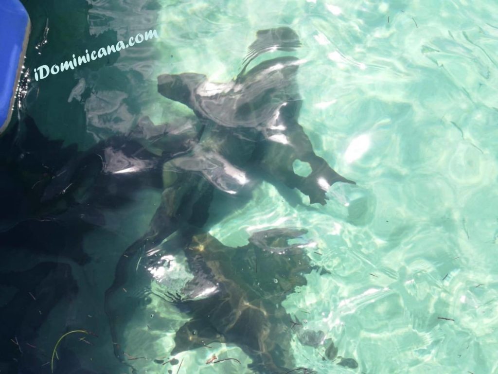 Видеотчет: акулы в Доминикане - купание с акулами и скатами