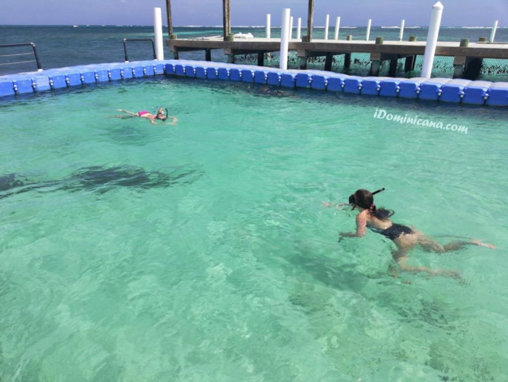 Видеотчет: акулы в Доминикане - купание с акулами и скатами