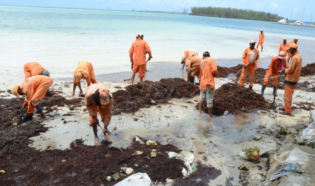 С пляжей Бока Чика убрали 70 тонн водорослей