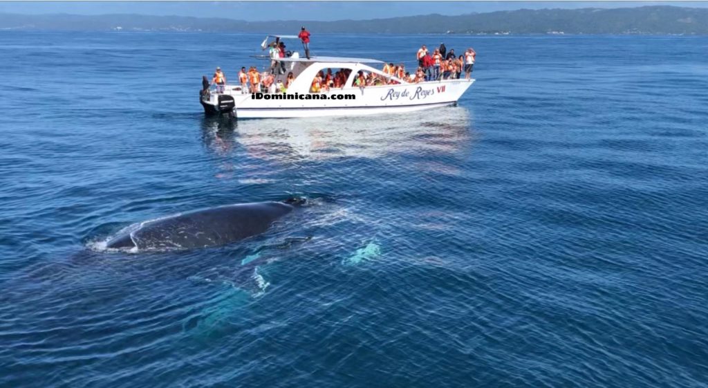 Киты в Доминикане 2020 - новое ВИДЕО ко Всемирному дню китов! iDominicana.com