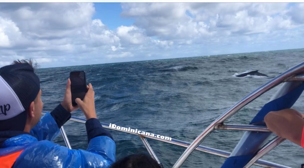 Киты в Доминикане 2020 - новое ВИДЕО ко Всемирному дню китов! iDominicana.com