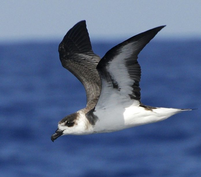 Названы самые редкие птицы Доминиканы - 40 видов