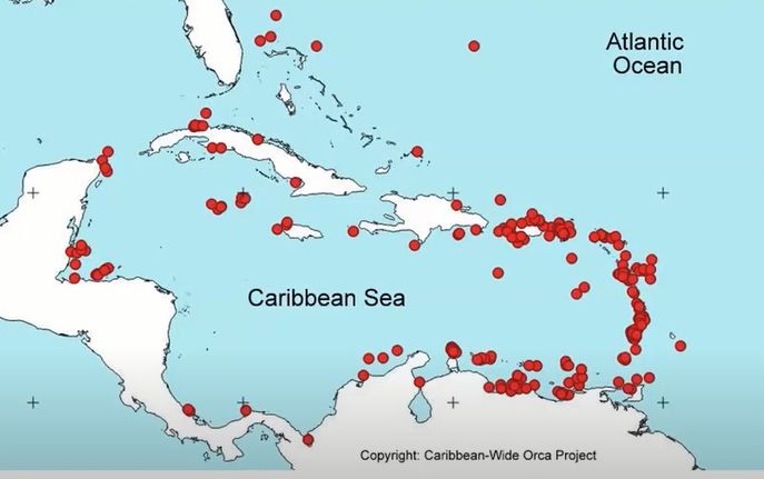 Косатки в Доминикане: у берегов страны замечены "киты убийцы". Видео