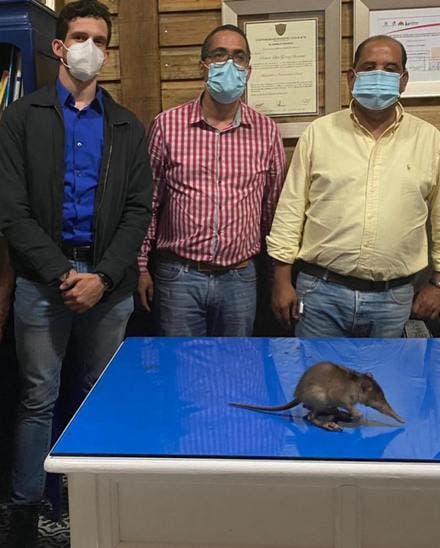 В Пуэрто Плато спасли исчезающее животное - щелезуб