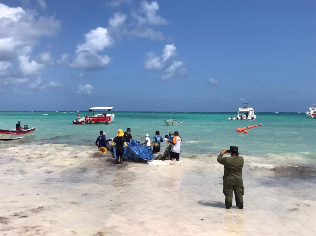 В Доминикане спасли детеныша кита, которого выбросило на берег