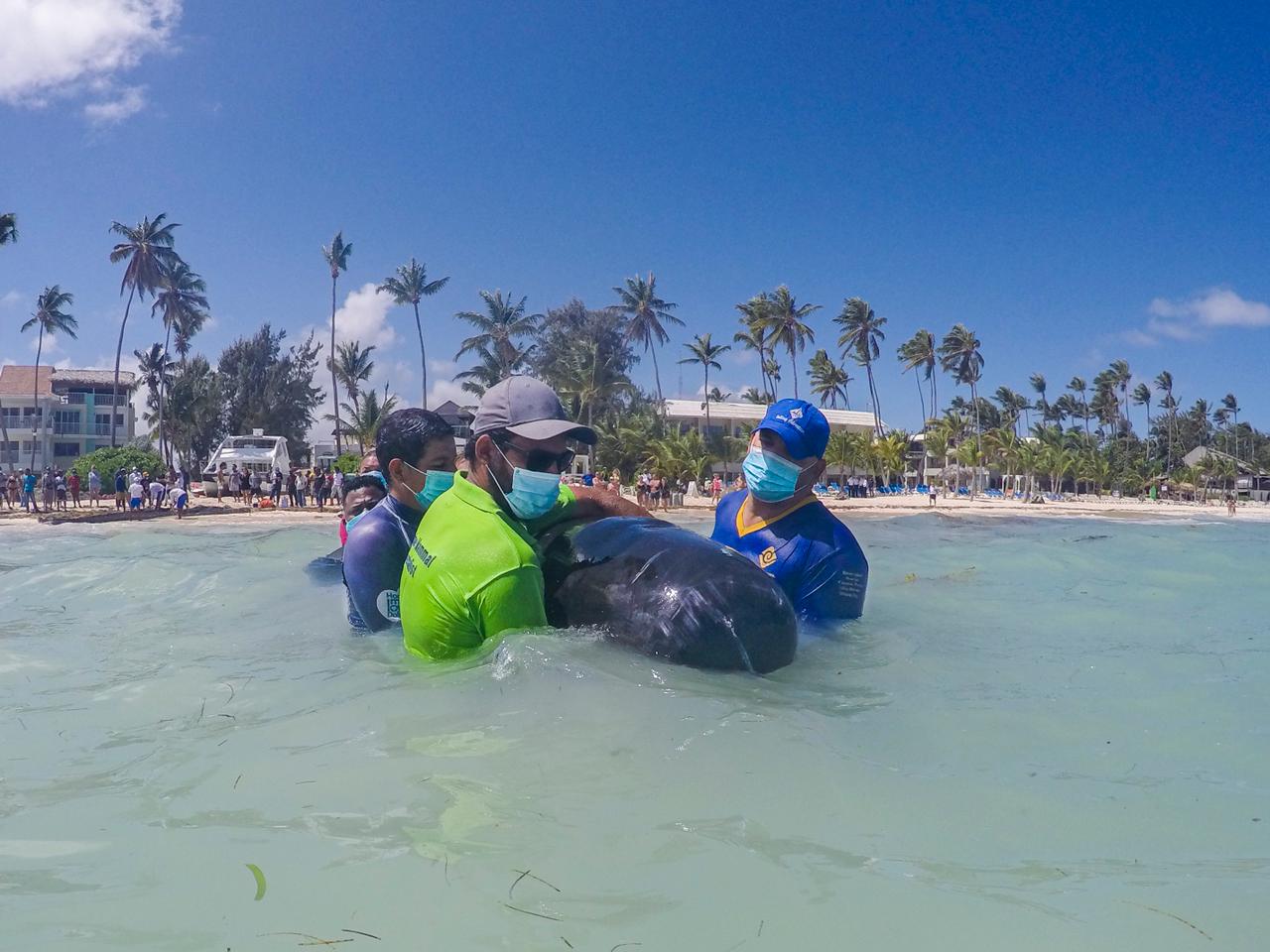 Гринда в Доминикане: в Баваро спасли не кита, а черного дельфина