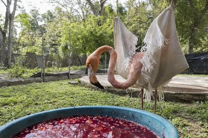 Доминикана спасает розовых фламинго