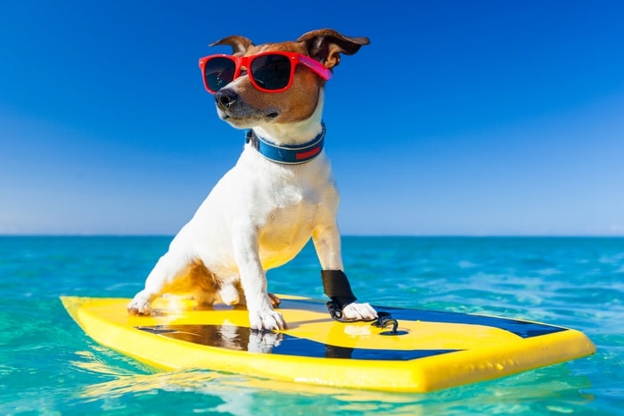 Доминикана Pet Friendly: отели, где возможен отдых с собакой